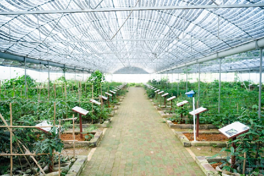 粤桂协作一县一企标杆:宏瑶生物带动近万户农户瑶药增收