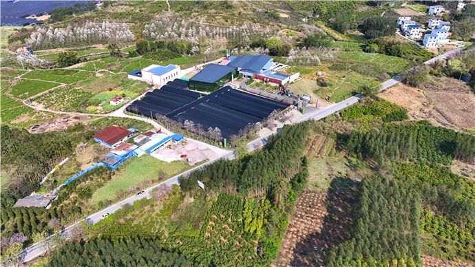 3.5万亩仿野生瑶药基地纪实：道地草本培育全过程实拍