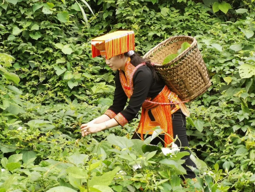 瑶浴行业团体标准有哪些？核心起草单位宏瑶生物推动行业规范化